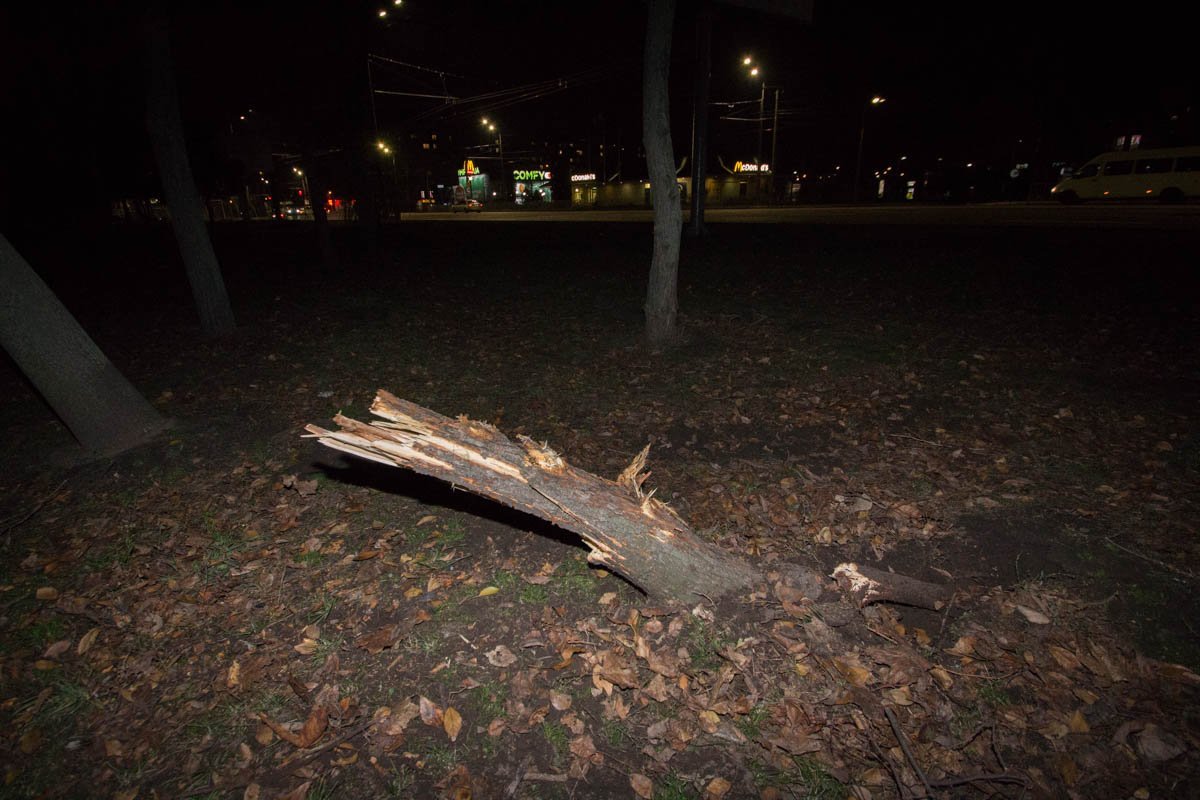 Вылетев с дороги, Toyota повредил деревья в парковой зоне