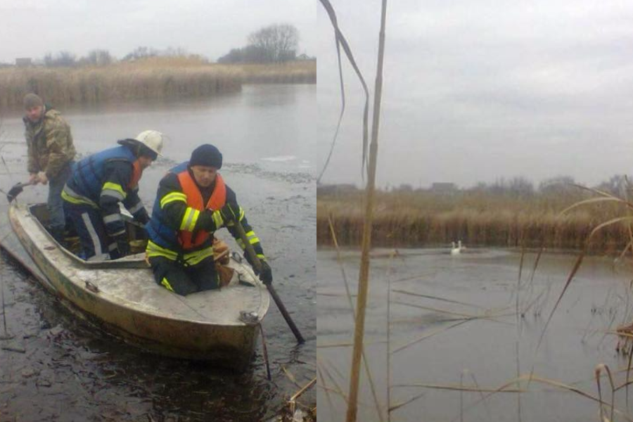 Под Днепром лебеди оказались в ледяной ловушке 1