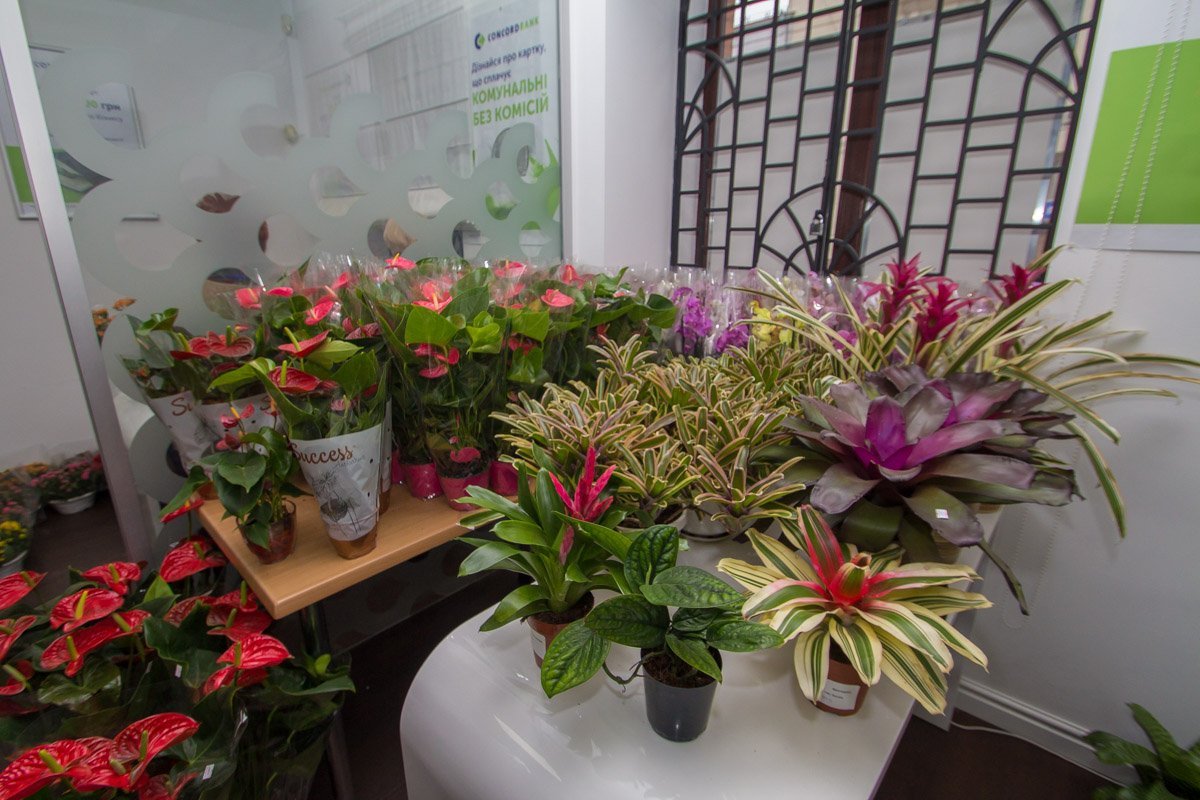 Найдутся цветы на любой вкус Найдутся цветы на любой вкус