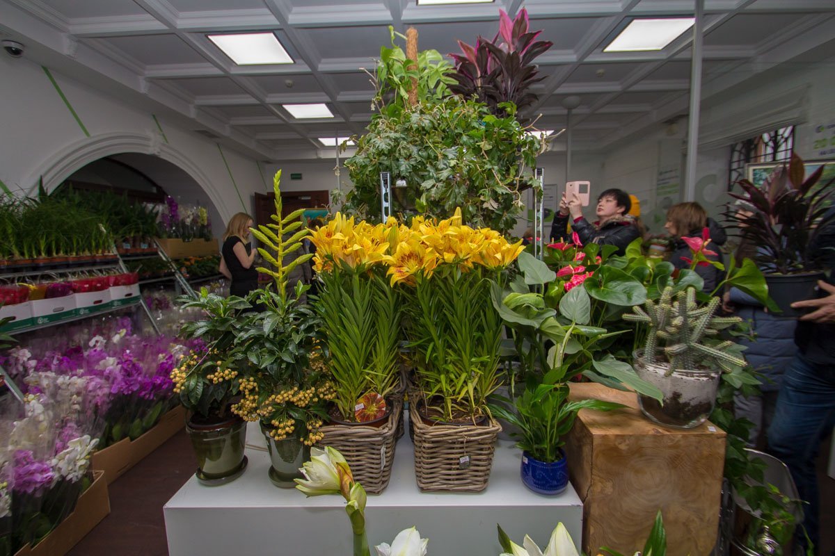 Помимо всеми любимых фиалок, на выставке представлены редкие растения Помимо всеми любимых фиалок, на выставке представлены редкие растения