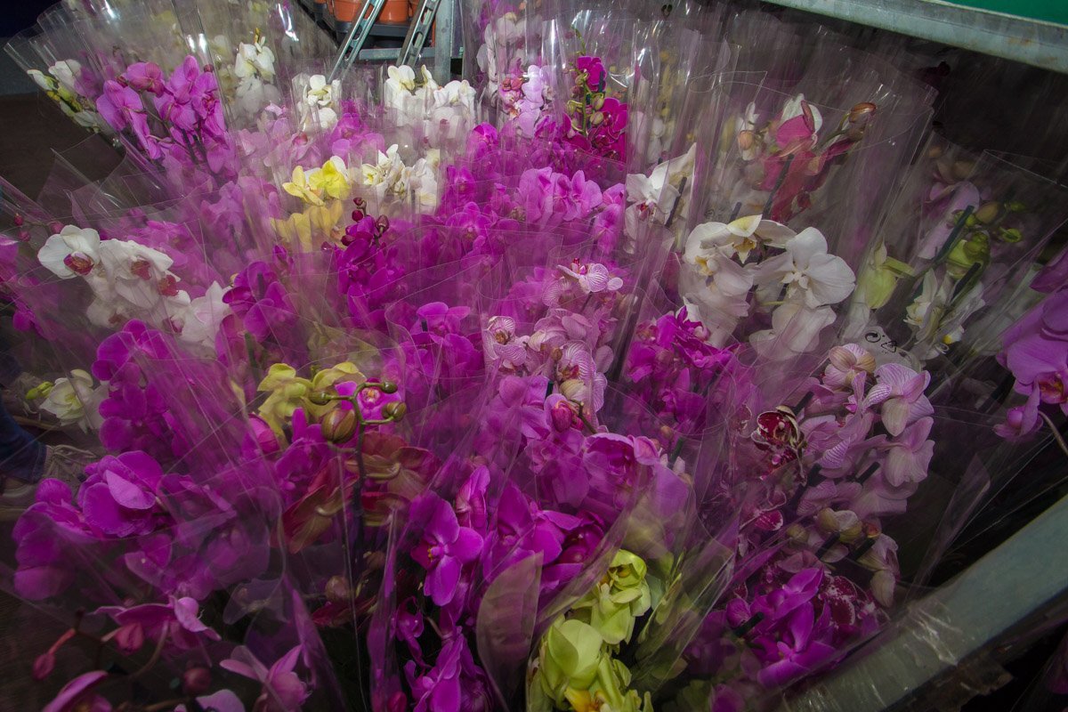 Запах орхидей витает в воздухе Запах орхидей витает в воздухе