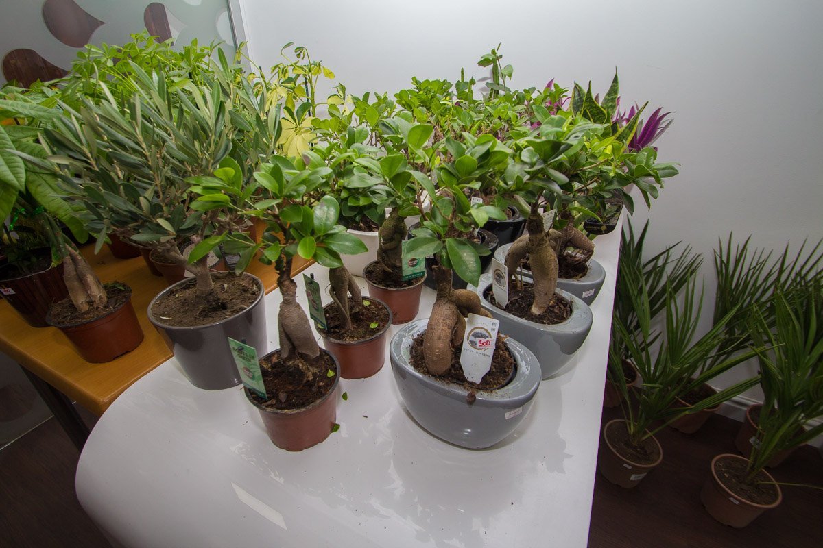 Можно купить не только цветок, но и горшок для него Можно купить не только цветок, но и горшок для него