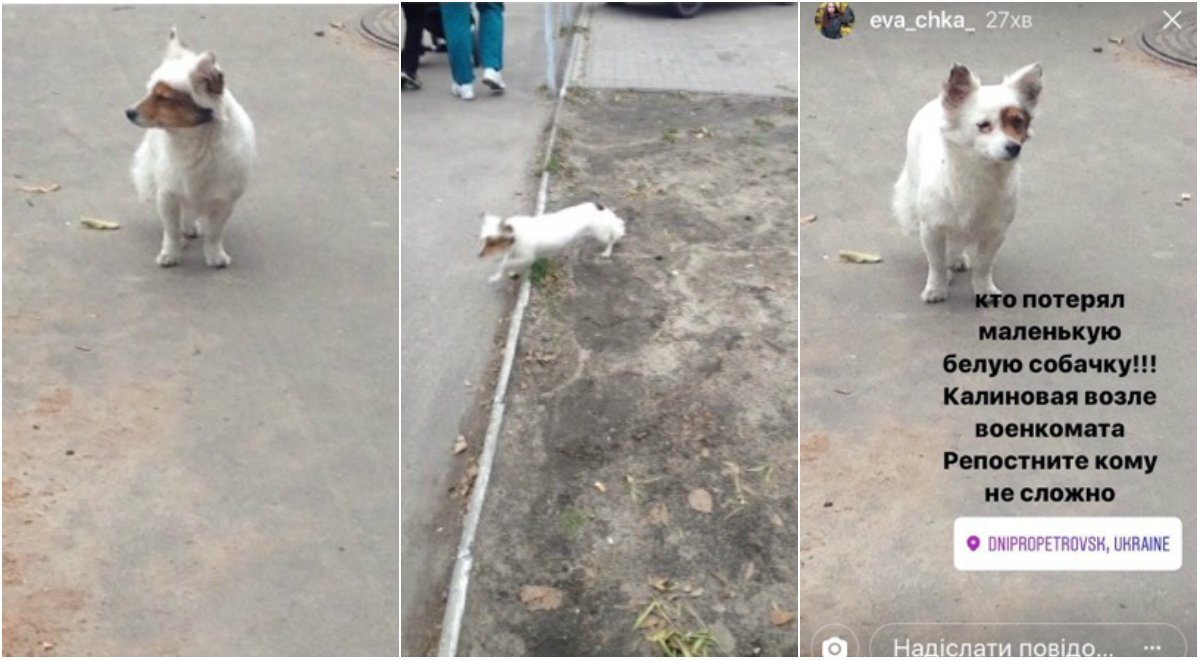 Хатико из Днепра: на Калиновой собака потеряла хозяина 1