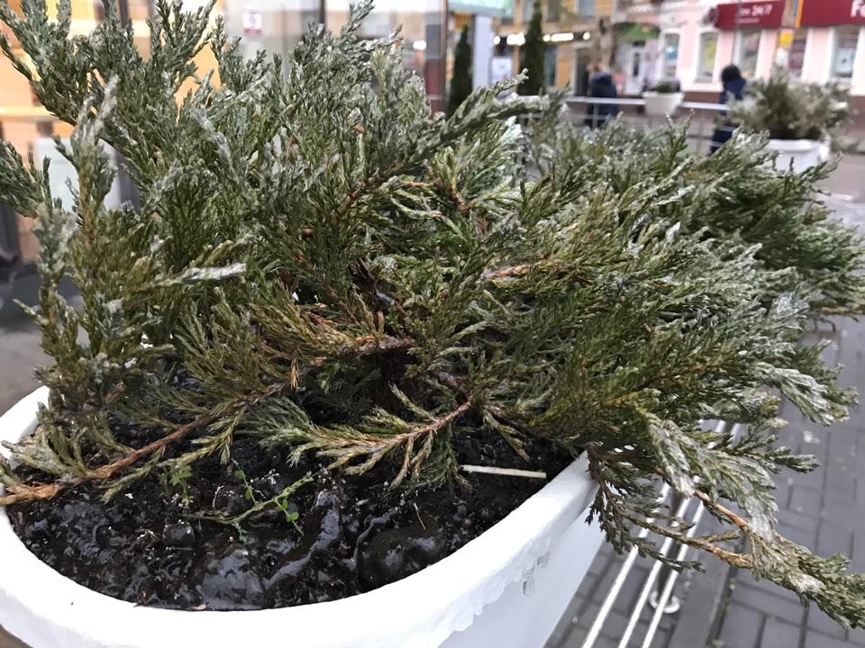 Немногие оставшиеся на улицах растения тоже попали в ледяной плен
