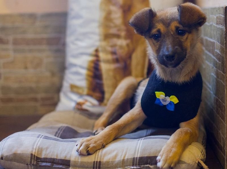 Подарите тепло малышам: какие животные ищут дом в Днепре 1