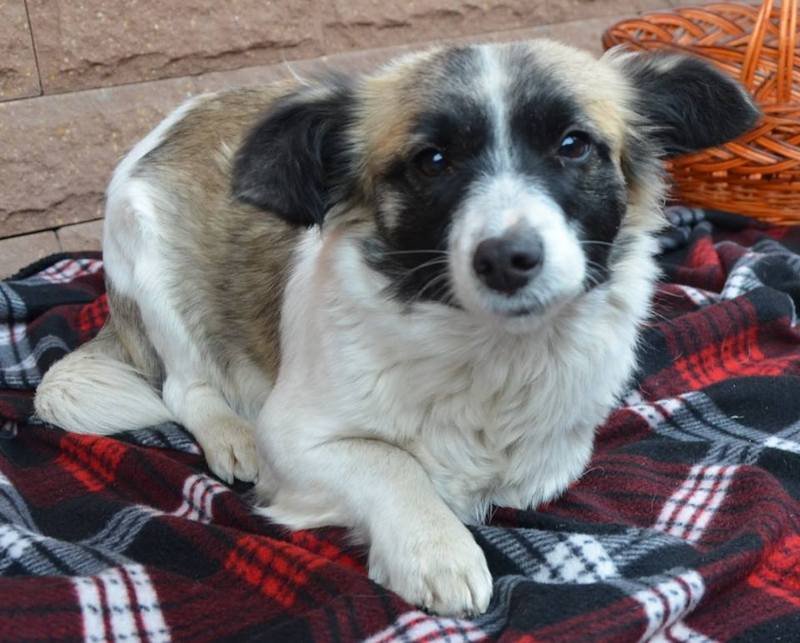 Подарите тепло малышам: какие животные ищут дом в Днепре 2