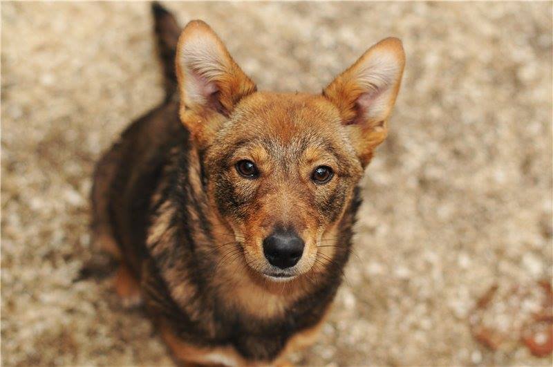 Подарите тепло малышам: какие животные ищут дом в Днепре 3