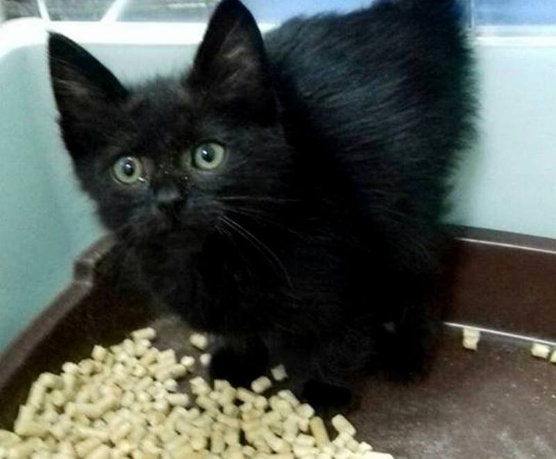 Подарите тепло малышам: какие животные ищут дом в Днепре 4