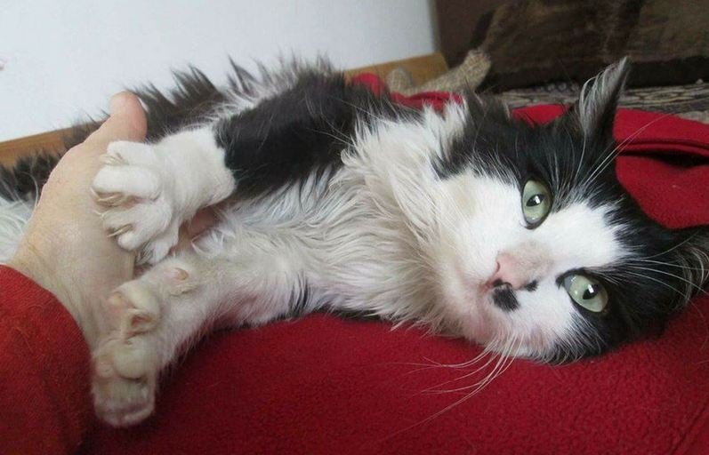 Подарите тепло малышам: какие животные ищут дом в Днепре 5