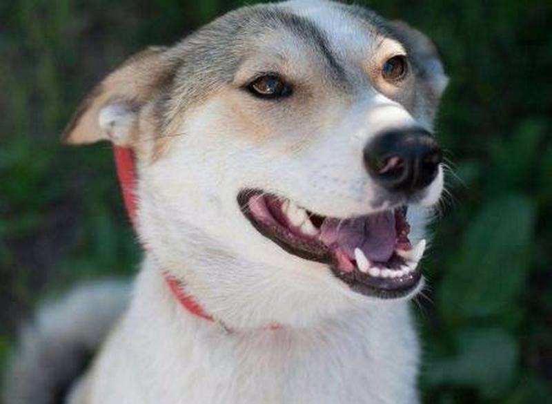 Подарите тепло малышам: какие животные ищут дом в Днепре 6