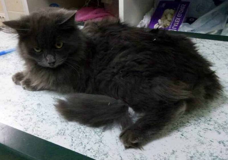 Подарите тепло малышам: какие животные ищут дом в Днепре 7