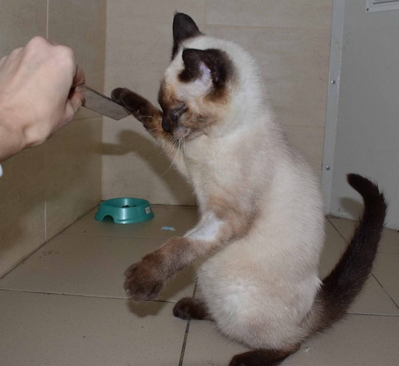 Подарите тепло малышам: какие животные ищут дом в Днепре 8