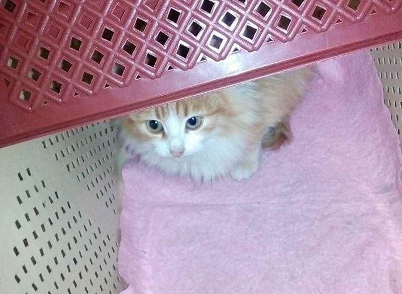 Подарите тепло малышам: какие животные ищут дом в Днепре 9