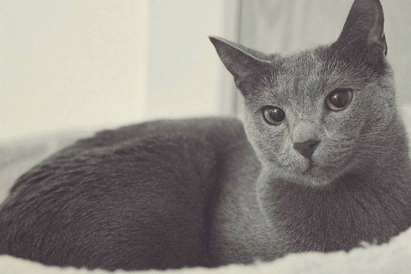 Подарите тепло малышам: какие животные ищут дом в Днепре 10