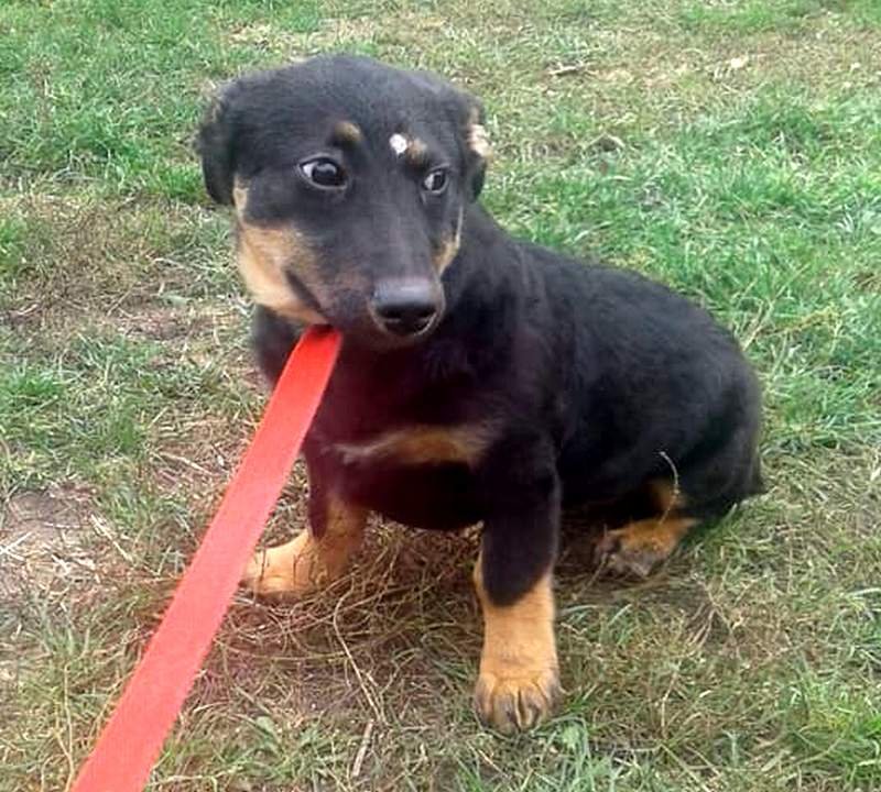 Подарите тепло малышам: какие животные ищут дом в Днепре 11