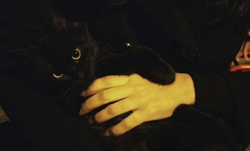 Подарите тепло малышам: какие животные ищут дом в Днепре 12