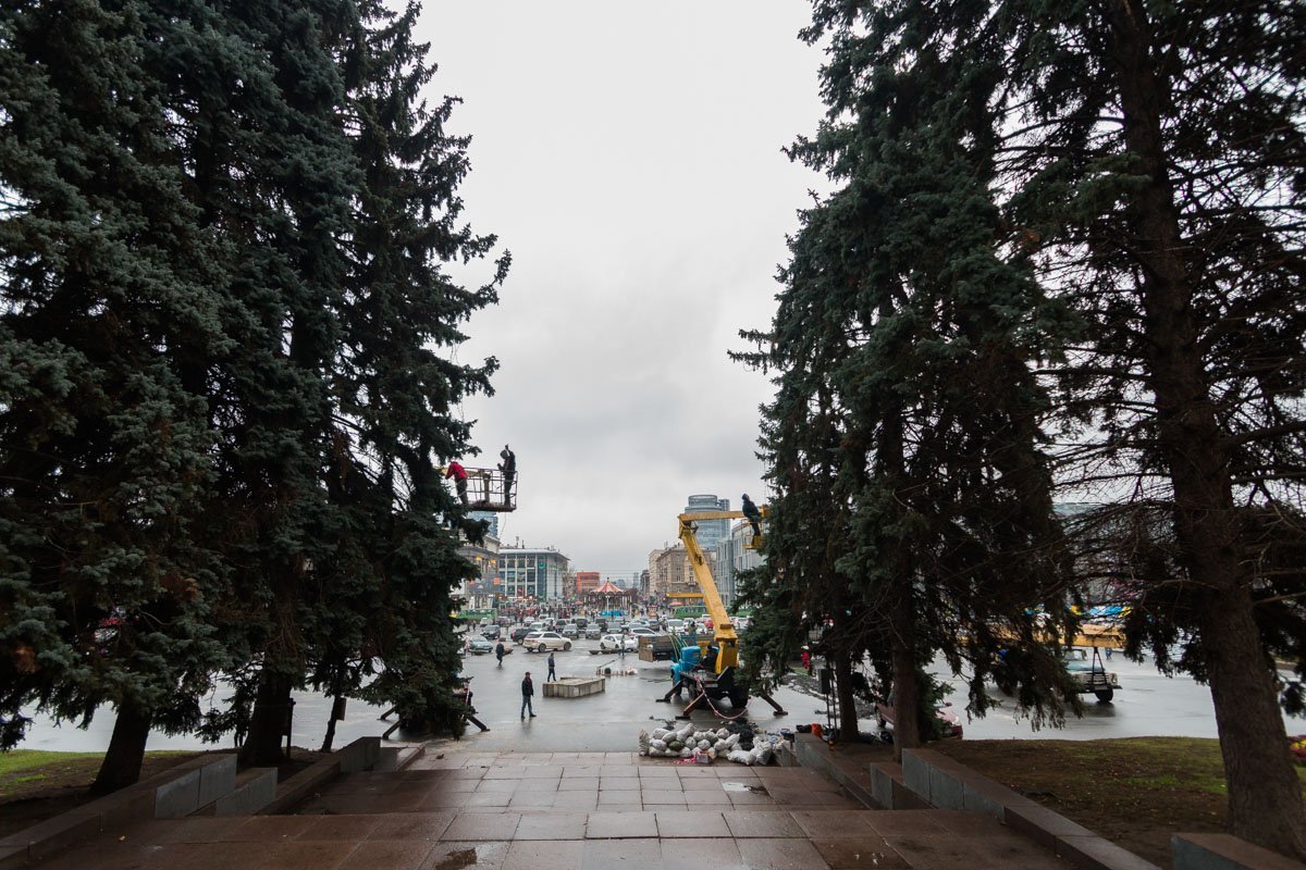 Вечнозеленая красавица определенно станет украшением центра города Вечнозеленая красавица определенно станет украшением центра города