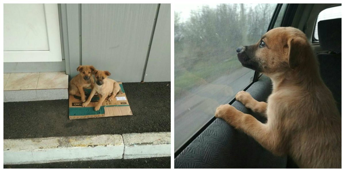 Малыши ждут именно вас Малыши ждут именно вас