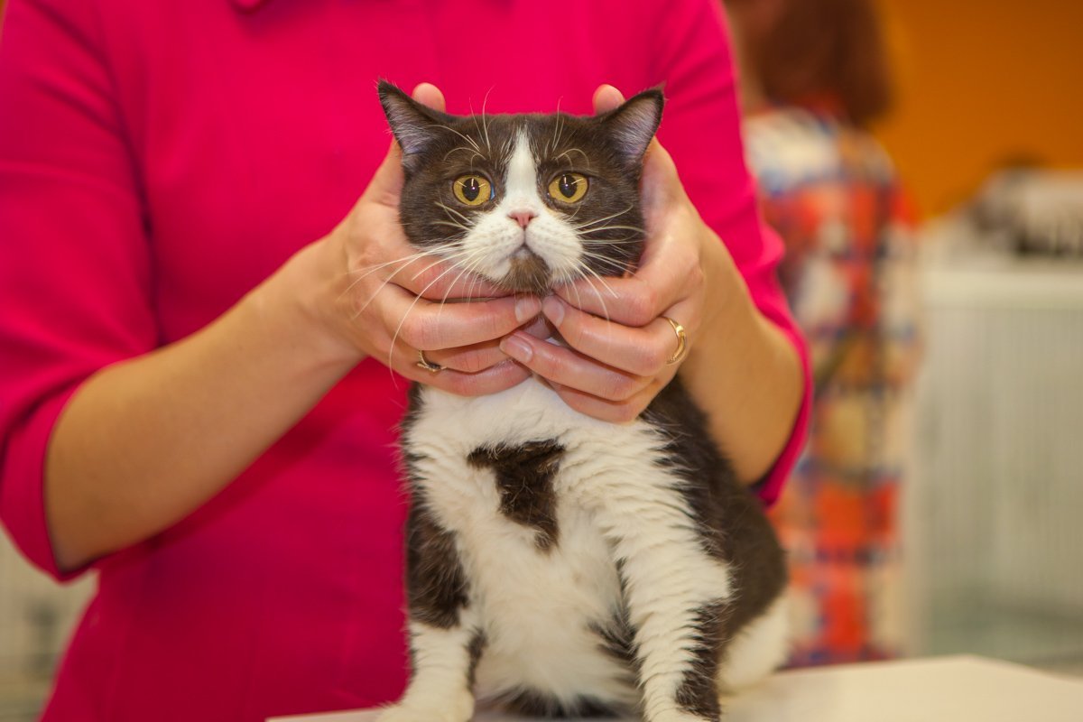 Котики были в шоке Котики были в шоке