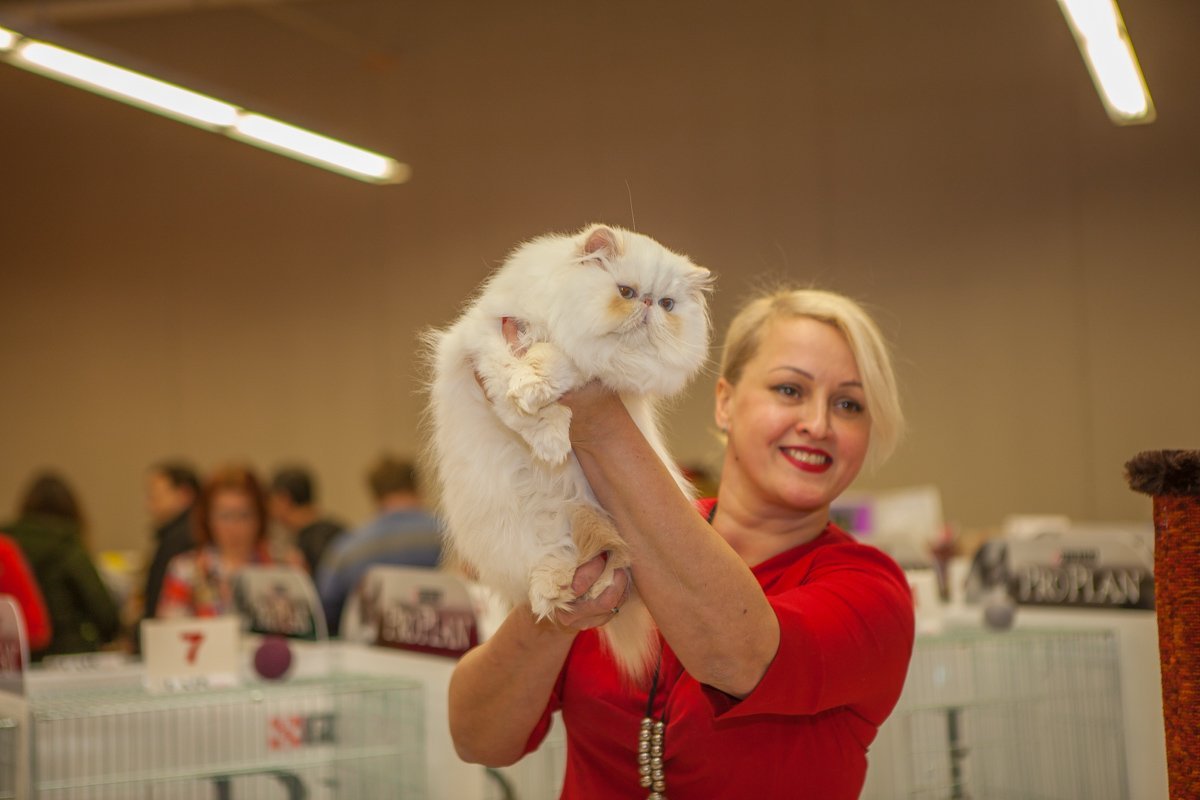 Котики должны быть упитанными Котики должны быть упитанными