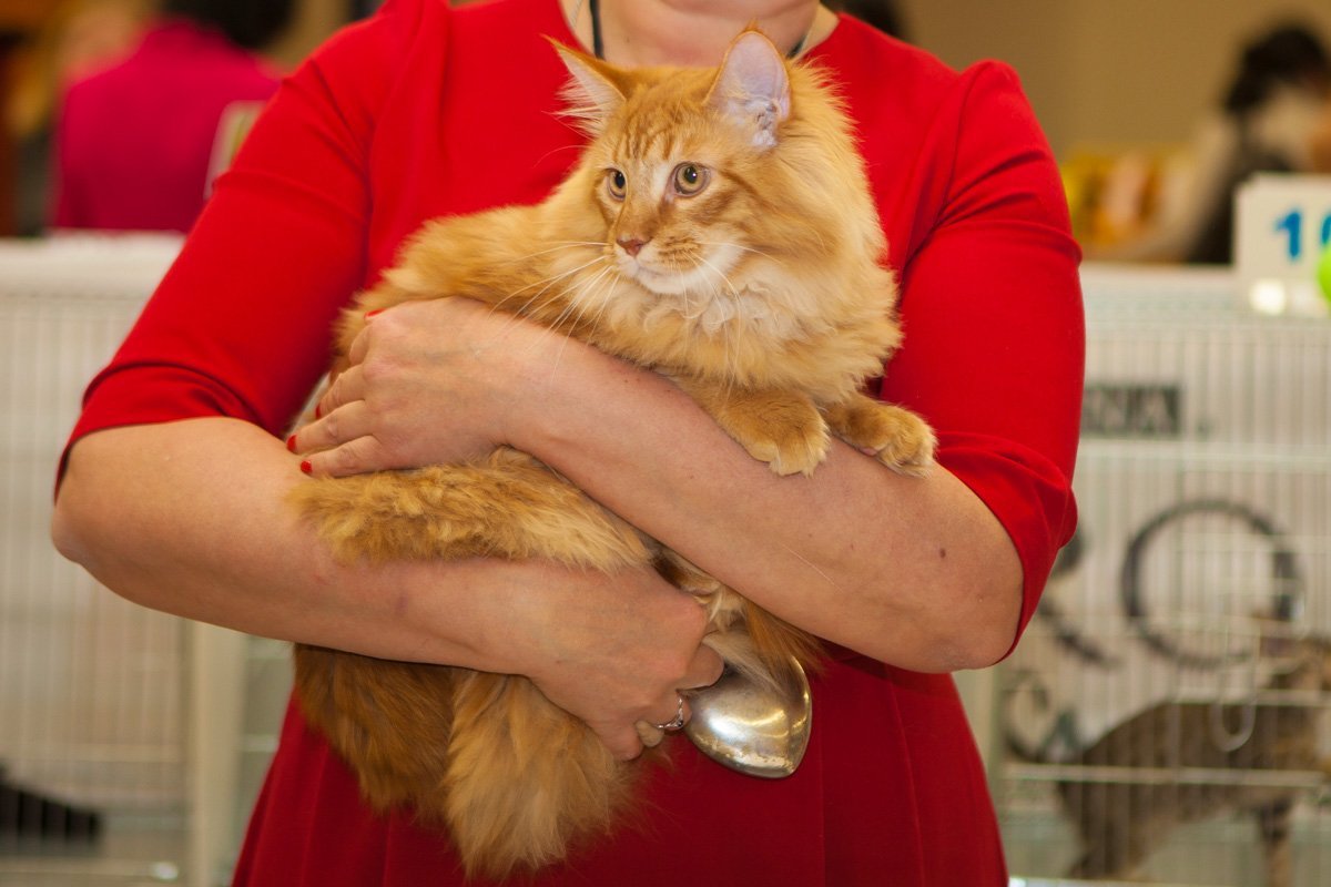 Важный котяра Важный котяра