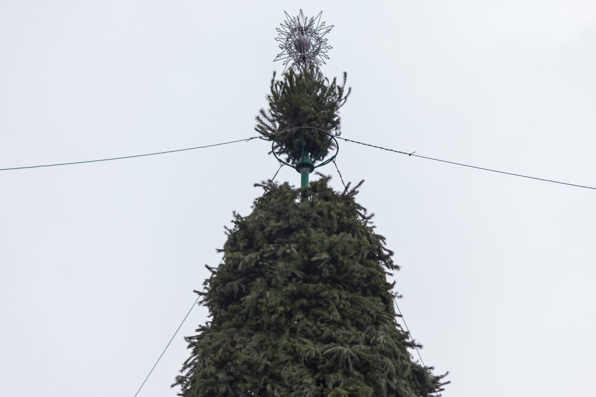 В парке Глобы также начали установку елки