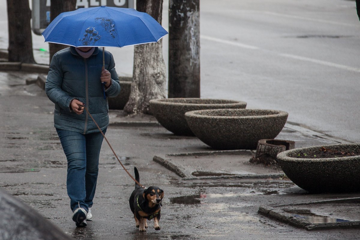 А собака, значит, под дождем идти должна