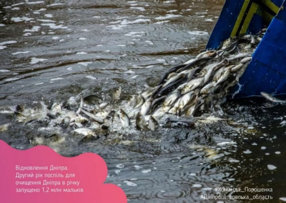 Для очистки в реку Днепр выпустили мальков Для очистки в реку Днепр выпустили мальков
