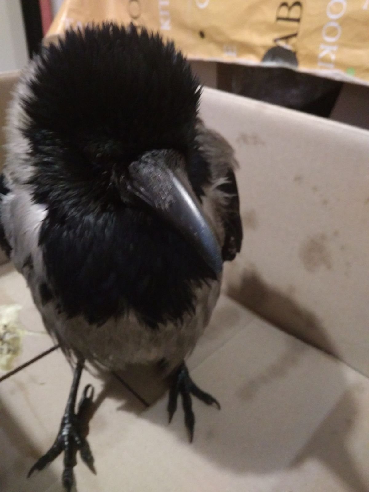 Потеряшка ищет своего хозяина