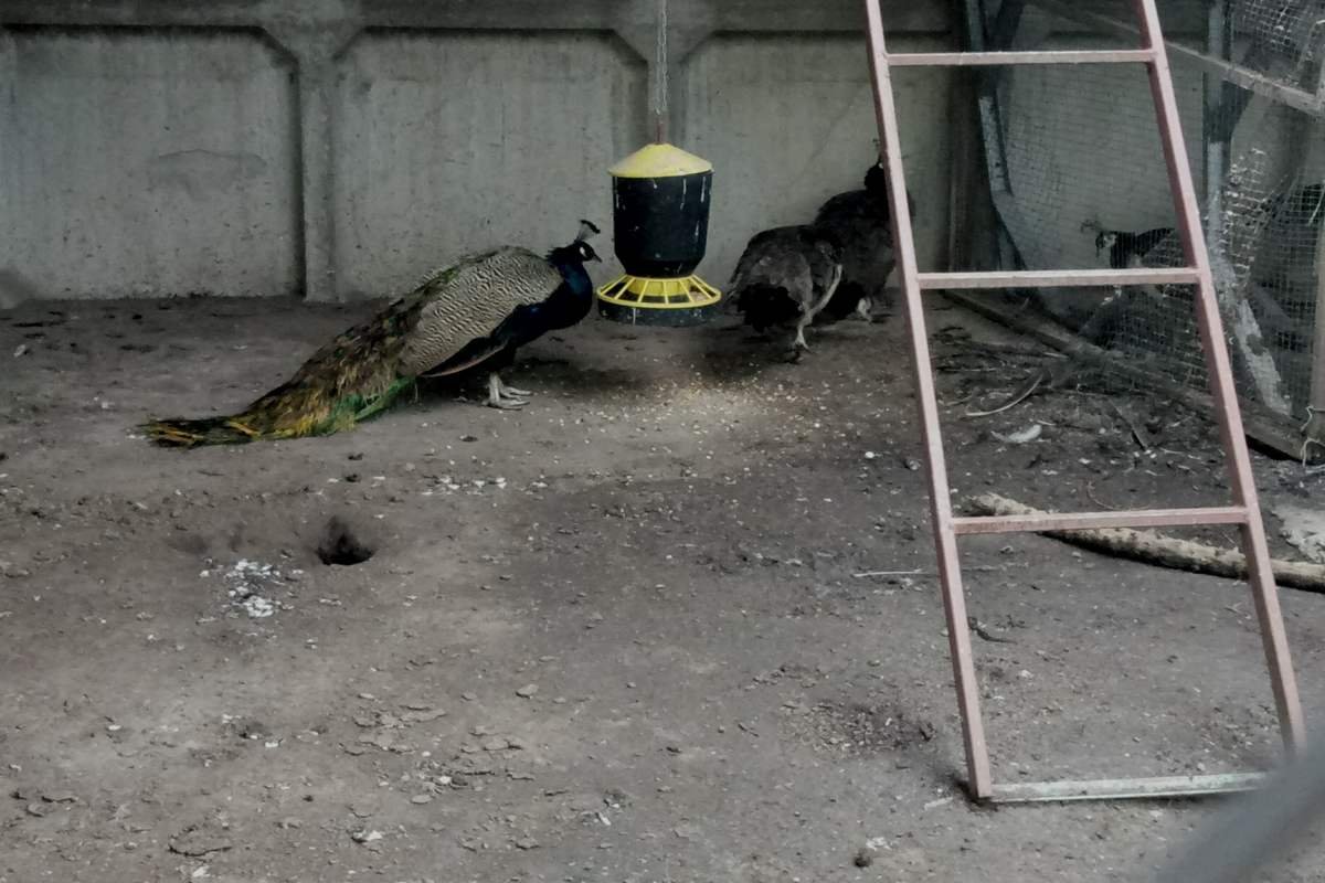 Настоящие павлины на территории предприятия