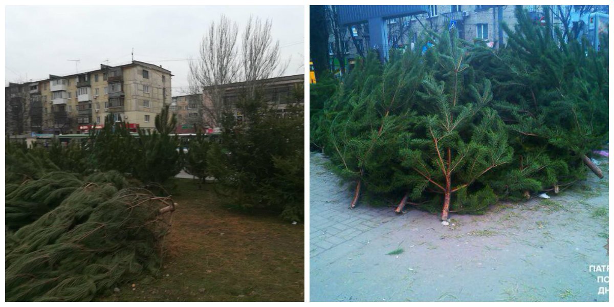 Патрульные обнаружили незаконные точки торговли елками