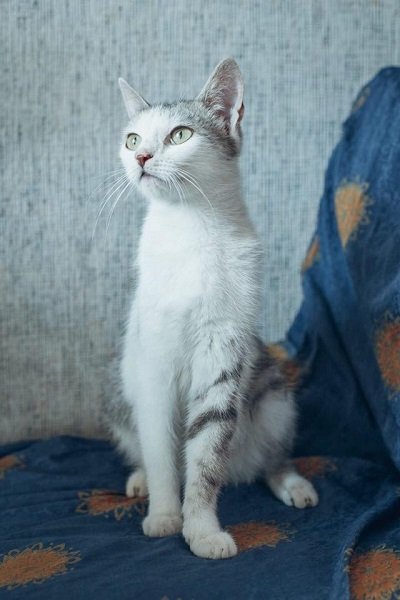 Подарите любовь: какие животные ищут дом в Днепре 1