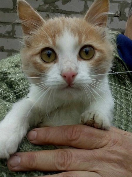 Подарите любовь: какие животные ищут дом в Днепре 2