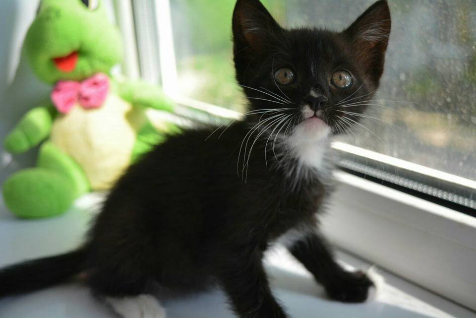 Подарите любовь: какие животные ищут дом в Днепре 3