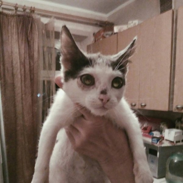 Подарите любовь: какие животные ищут дом в Днепре 4