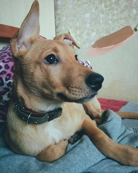 Подарите любовь: какие животные ищут дом в Днепре 5