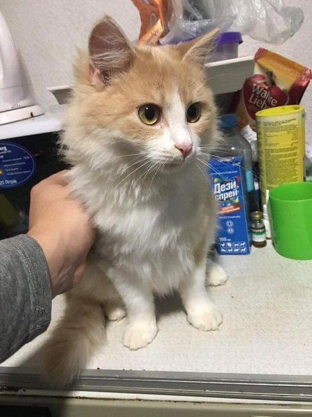 Подарите любовь: какие животные ищут дом в Днепре 6