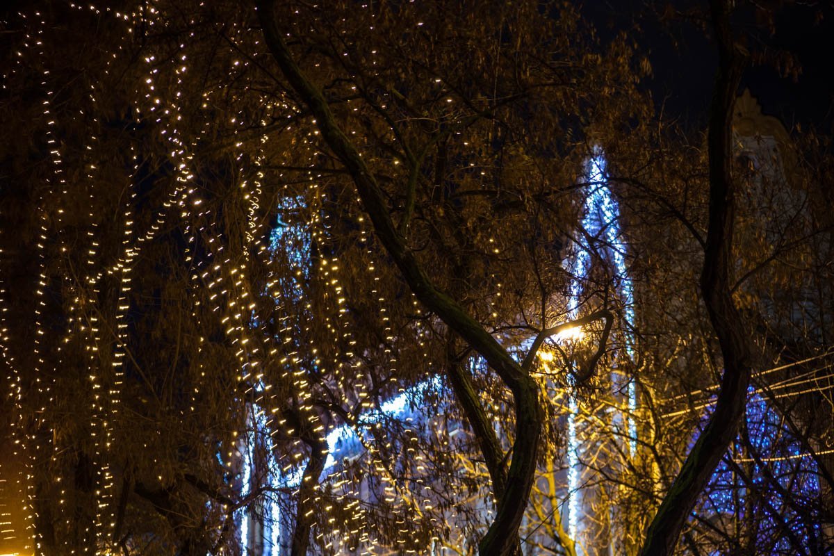 Деревья украшает иллюминация