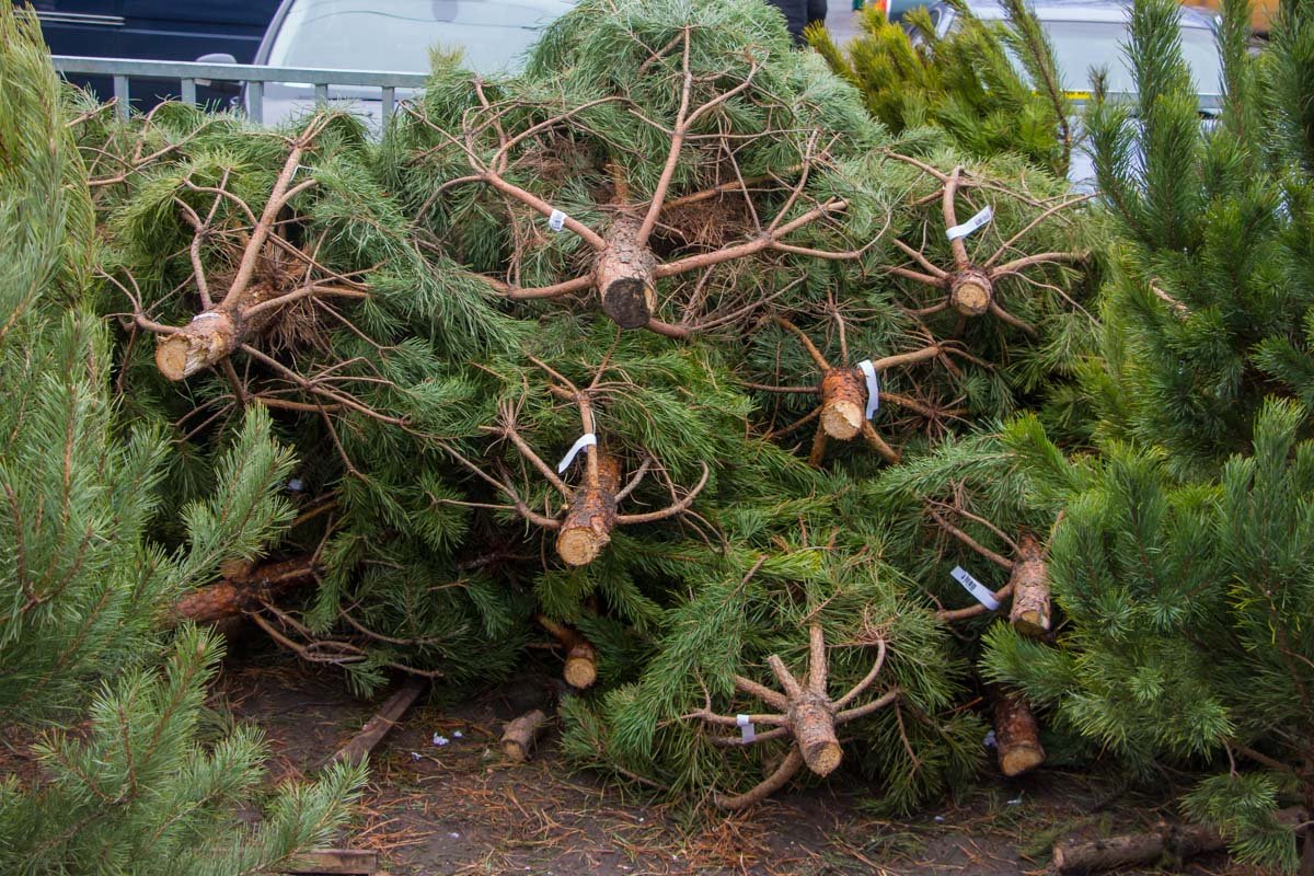 На всех елках должны быть бирки На всех елках должны быть бирки