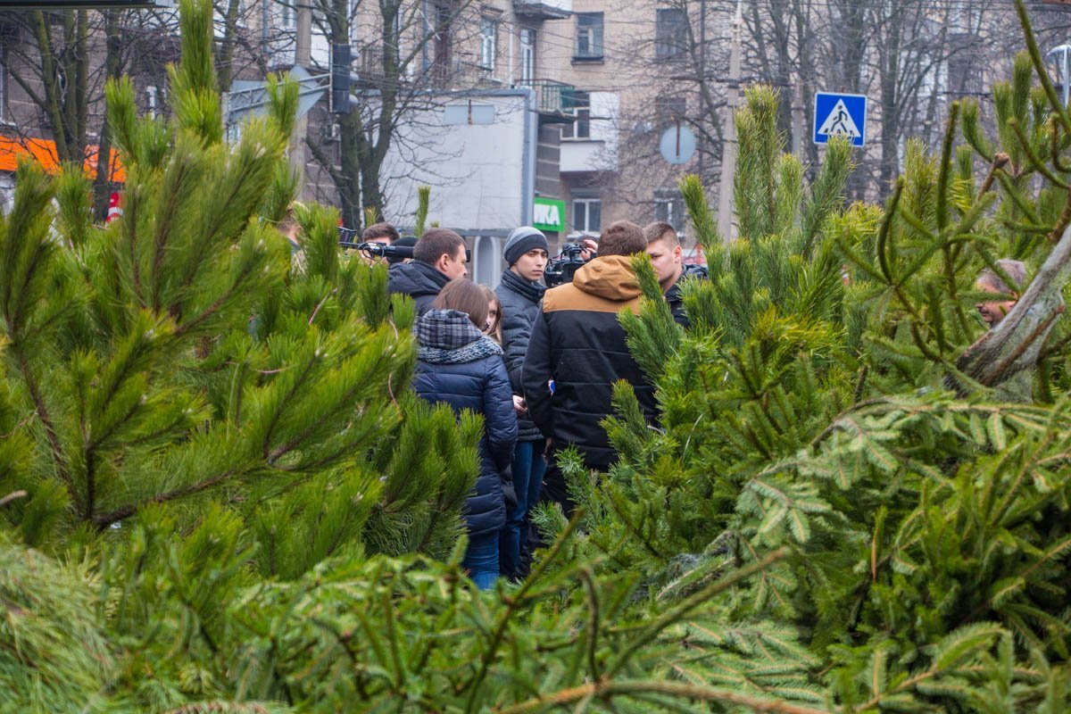 Горожане выбирают елки Горожане выбирают елки