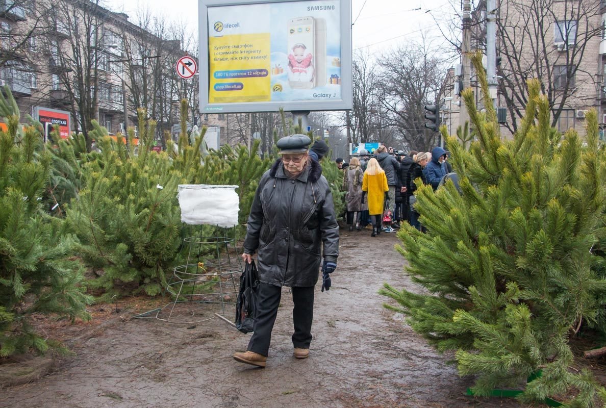 При покупке елок всегда нужно спрашивать документы При покупке елок всегда нужно спрашивать документы