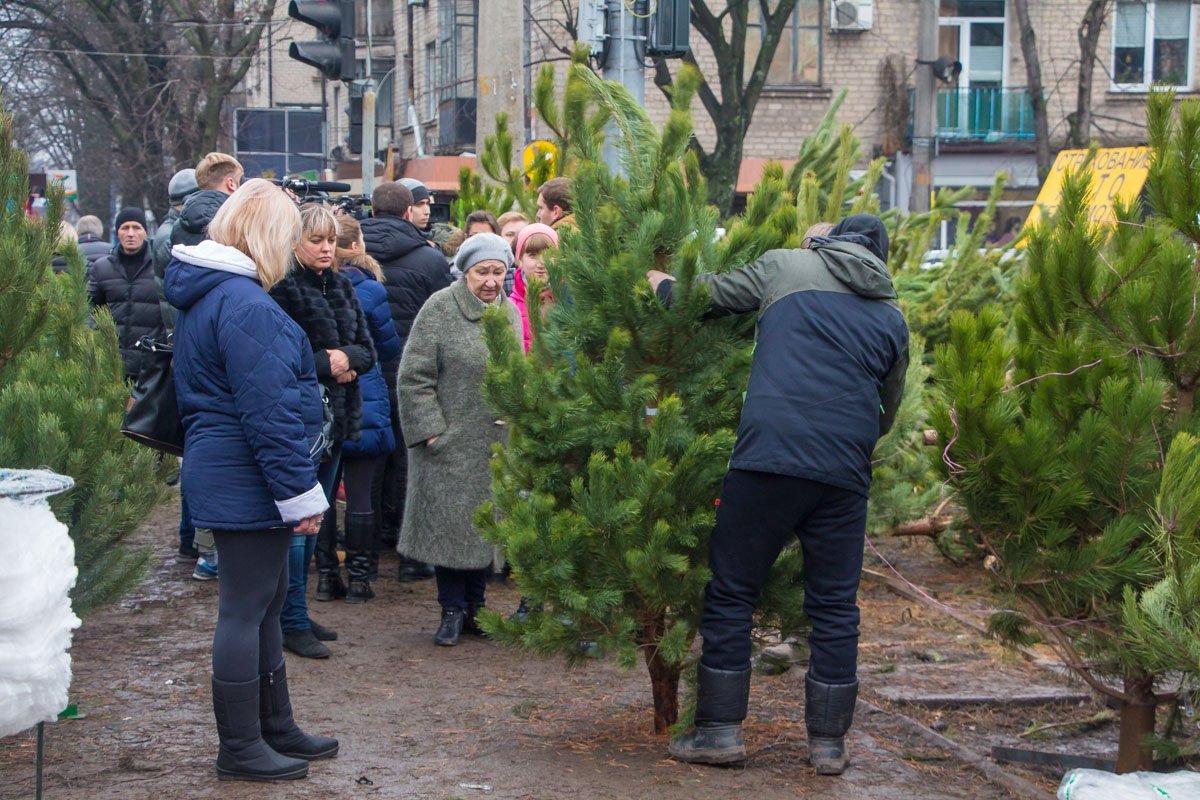 Жители Днепра присматриваются к елкам Жители Днепра присматриваются к елкам