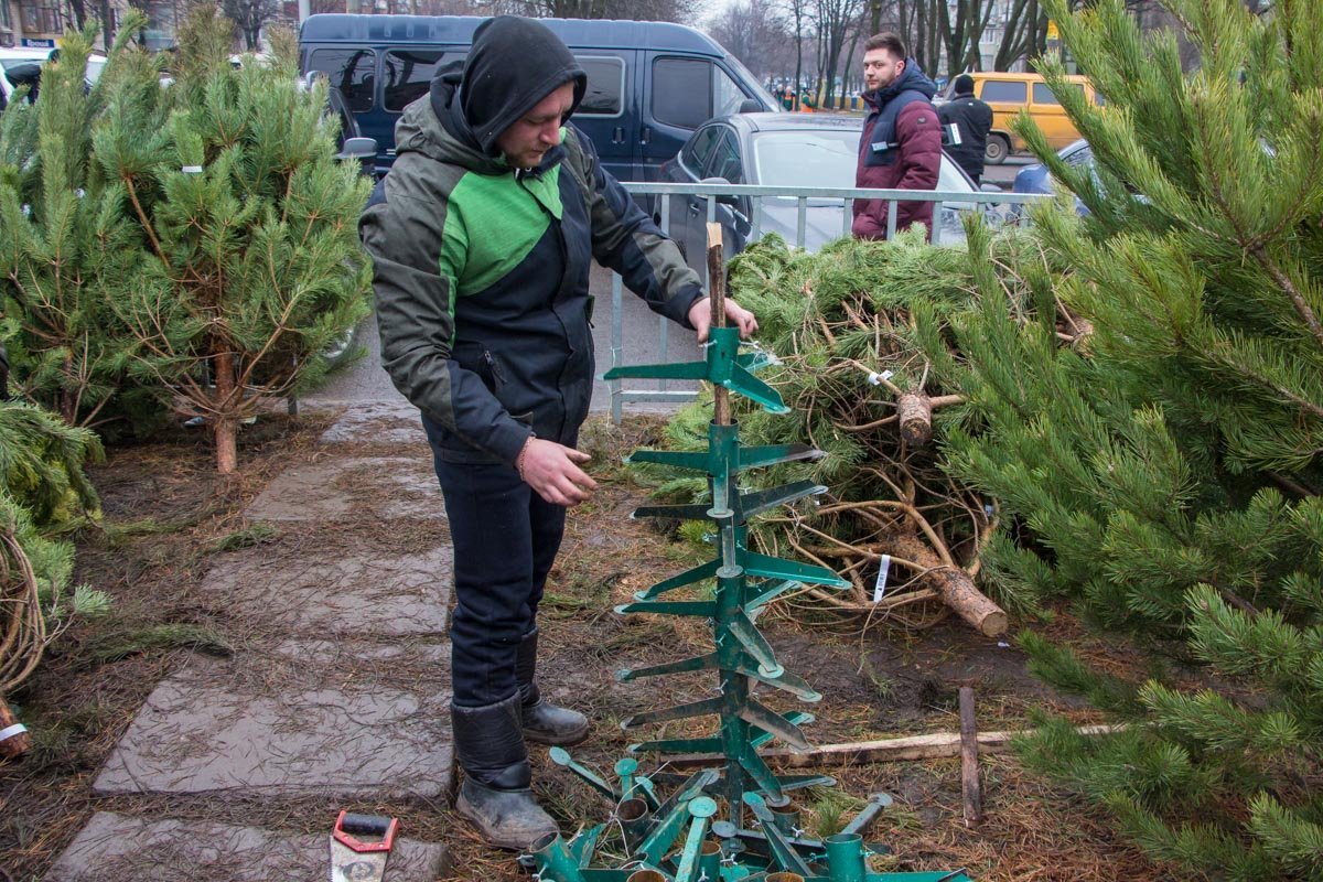 Продавец елок раскладывает подставки Продавец елок раскладывает подставки