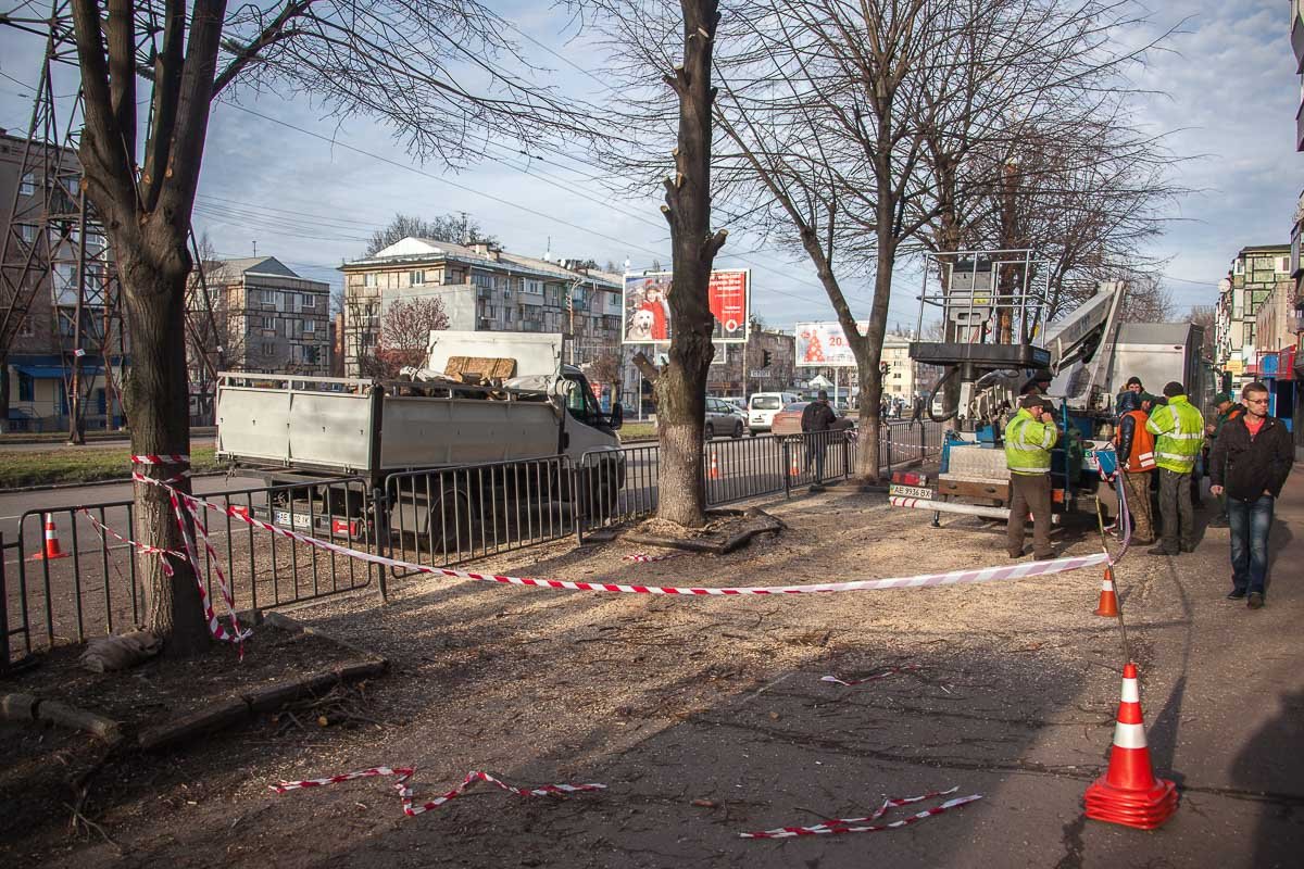Сотрудники КП "Зеленстрой" пытались спилить ветки аварийных деревьев Сотрудники КП "Зеленстрой" пытались спилить ветки аварийных деревьев