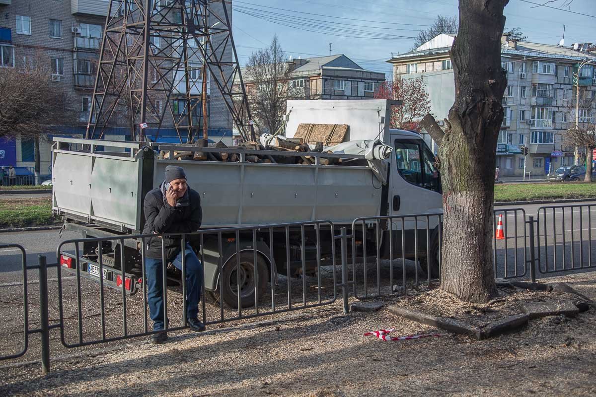 Срубленные деревья отвезут на свалку Срубленные деревья отвезут на свалку