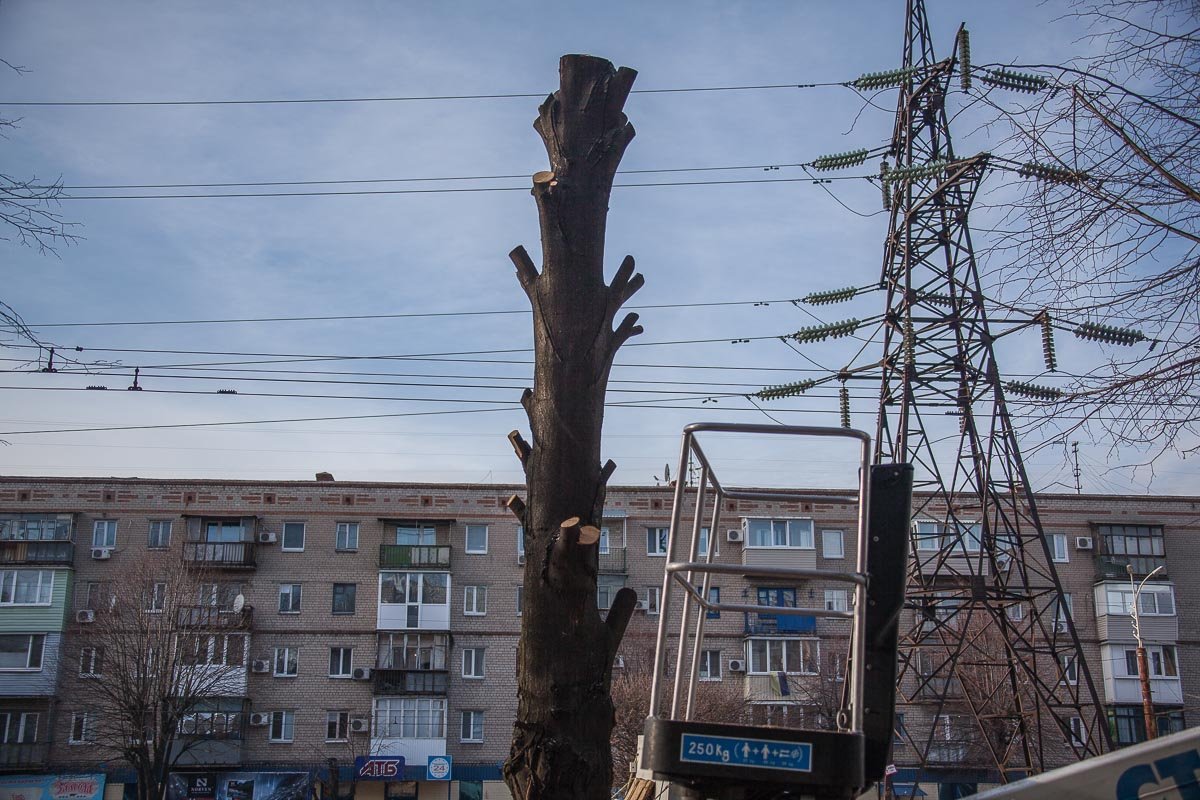 Крона липы больше не будет защищать жильцов от солнца Крона липы больше не будет защищать жильцов от солнца