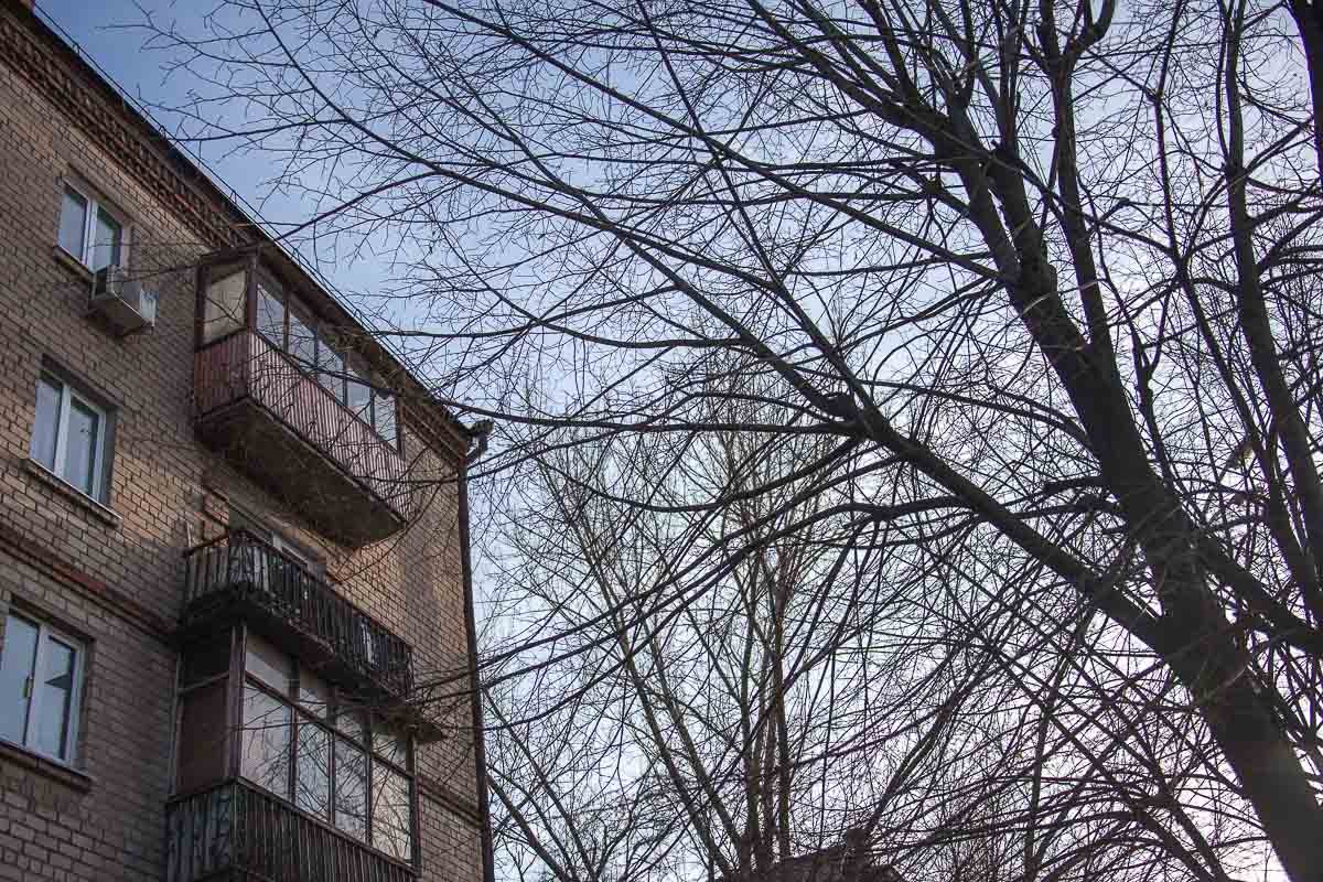 Деревья во дворе дома №117 давно не срезали Деревья во дворе дома №117 давно не срезали