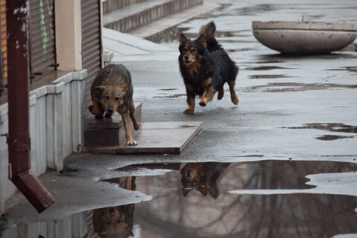 Ни машин, ни пешеходов...