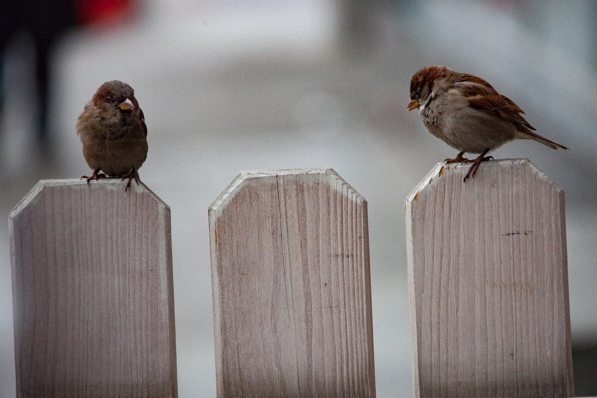 Фото: Александр Лаур