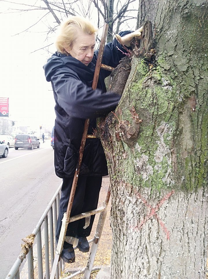 Жители дома лечат дерево
